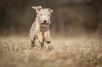 Lakeland Terrier auf der Wiese