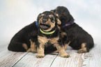 Lakeland Terrier Welpen