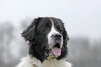 Landseer