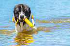 Landseer wird ausgebildet zum Wasserrettungshund