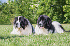 2 Landseer