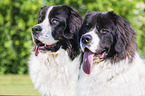 2 Landseer