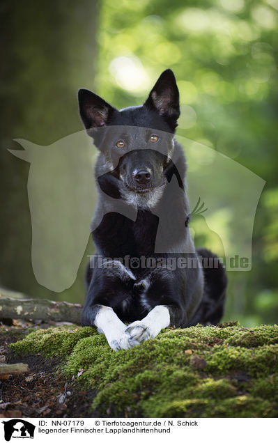 liegender Finnischer Lapplandhirtenhund / lying Lapponian Herder / NN-07179