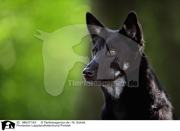 Finnischer Lapplandhirtenhund Portrait / Lapponian Herder Portrait / NN-07183