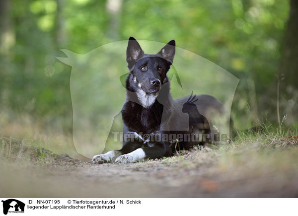 liegender Lapplndischer Rentierhund / lying Lapp Reindeer dog / NN-07195