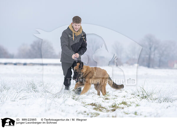 junger Leonberger im Schnee / MW-22985