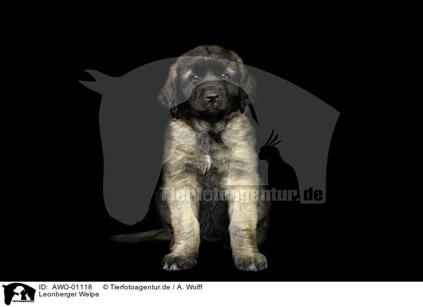 Leonberger Welpe / Leonberger Puppy / AWO-01118