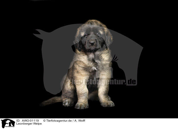 Leonberger Welpe / Leonberger Puppy / AWO-01119