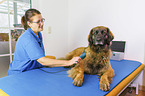 Leonberger bei der Tierphysiotherapie