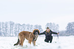 junger Leonberger im Schnee