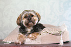 liegender Lhasa Apso