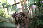 Louisiana Catahoula Leopard Dog Portrait
