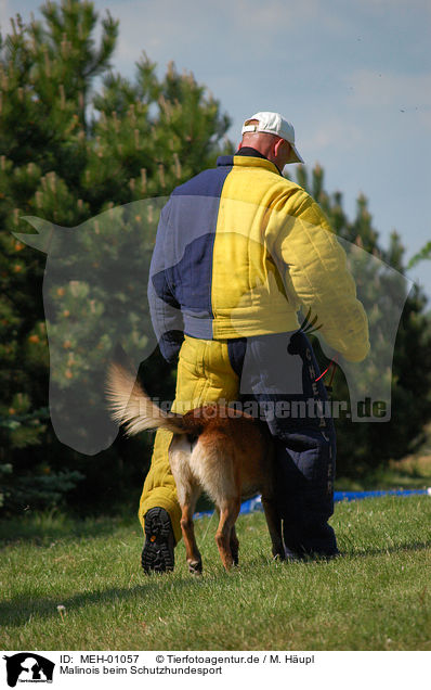 Malinois beim Schutzhundesport / Belgian Malinois / MEH-01057
