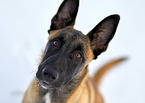 Malinois Portrait