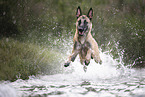 Malinois