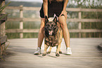 Malinois