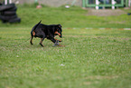 rennender Manchester Terrier