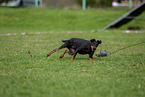 rennender Manchester Terrier