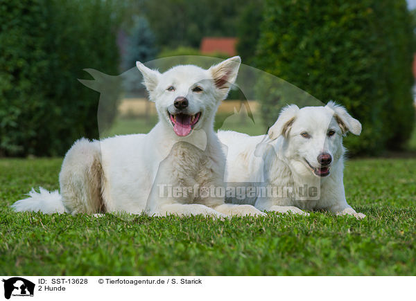 2 Hunde / 2 dogs / SST-13628