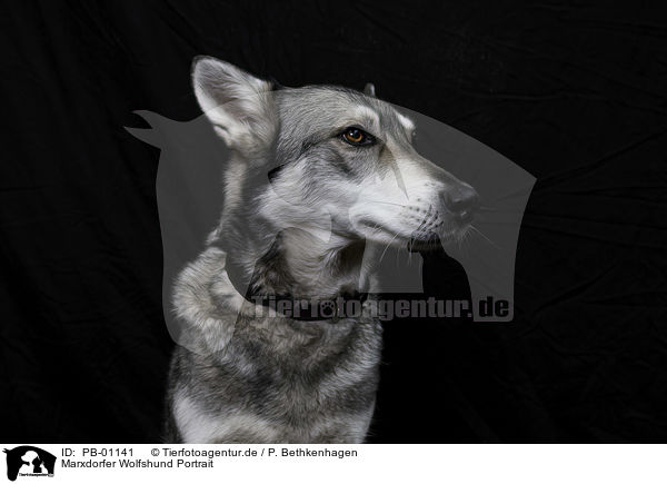 Marxdorfer Wolfshund Portrait / Marxdorfer wolfdog portrait / PB-01141