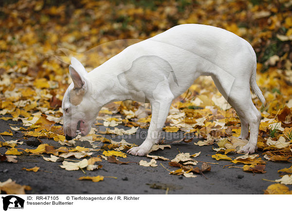 fressender Bullterrier / eating English Bull Terrier / RR-47105