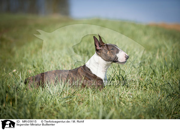 liegender Miniatur Bullterrier / lying Miniature Bull Terrier / MR-05615