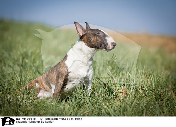 sitzender Miniatur Bullterrier / sitting Miniature Bull Terrier / MR-05618