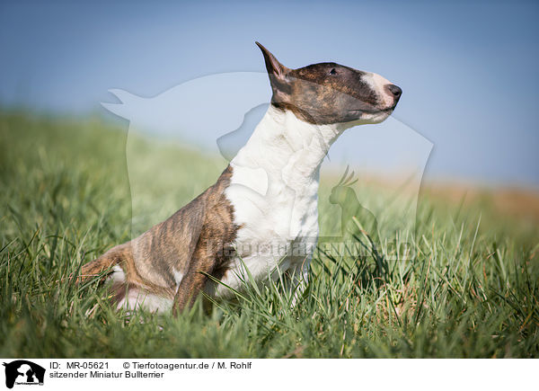 sitzender Miniatur Bullterrier / sitting Miniature Bull Terrier / MR-05621