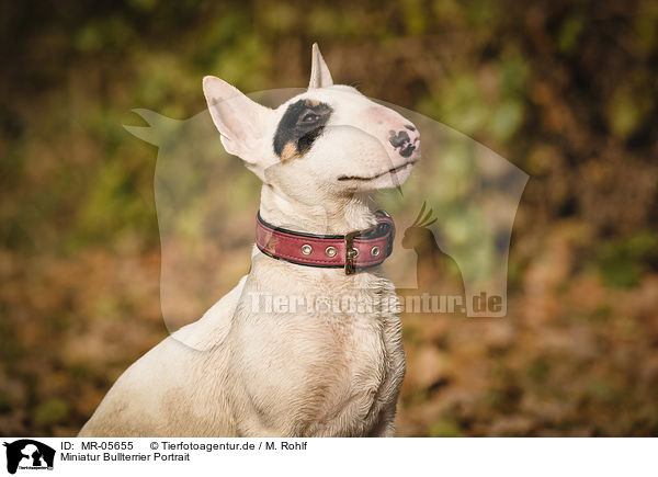 Miniatur Bullterrier Portrait / Miniature Bull Terrier Portrait / MR-05655