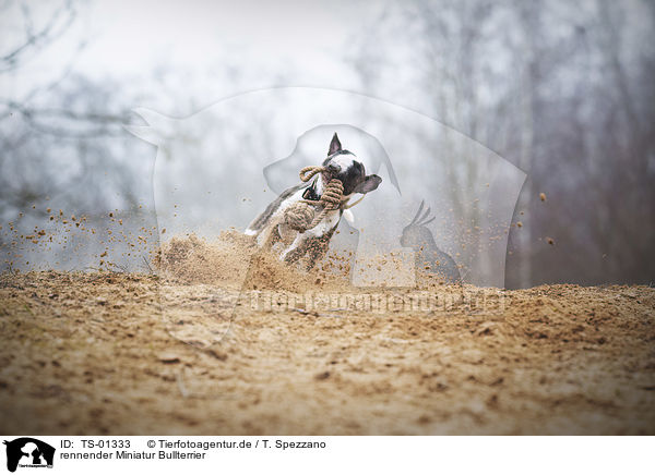 rennender Miniatur Bullterrier / running Miniature Bull Terrier / TS-01333