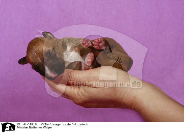 Miniatur Bullterrier Welpe / Miniature Bull Terrier Puppy / HL-01916