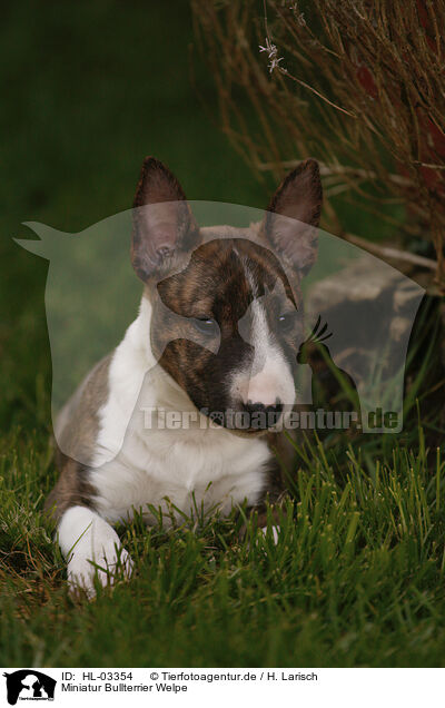 Miniatur Bullterrier Welpe / HL-03354