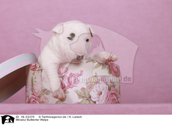 Miniatur Bullterrier Welpe / Miniature Bull Terrier Puppy / HL-03379