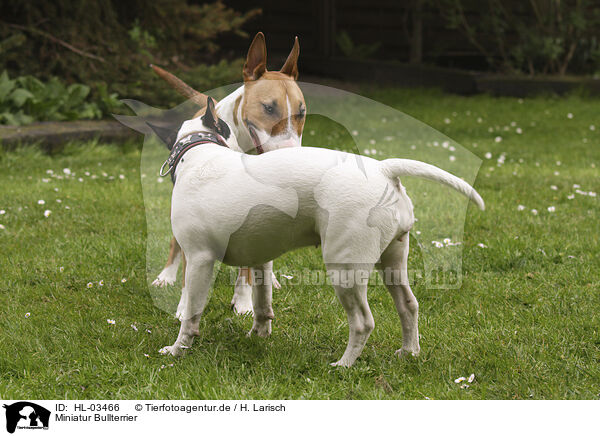 Miniatur Bullterrier / Miniature Bull Terrier / HL-03466