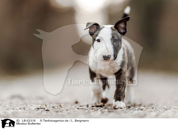Miniatur Bullterrier / Miniature Bull Terrier / LB-02316
