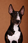 Miniatur Bullterrier Portrait