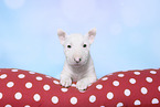 Miniature Bullterrier Welpe