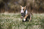 Miniature Bullterrier Welpe