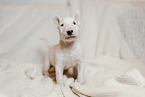 Miniatur Bullterrier