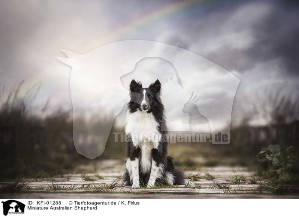 Miniature Australian Shepherd / KFI-01285