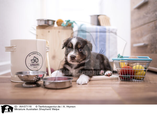 Miniature Australian Shepherd Welpe / Miniature Australian Shepherd Puppy / AH-07116