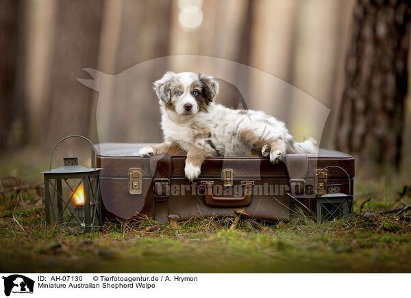 Miniature Australian Shepherd Welpe / Miniature Australian Shepherd Puppy / AH-07130