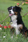 Miniatur Australian Shepherd