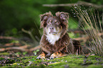 liegender Miniature Australian Shepherd