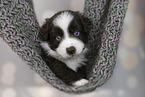 Miniature Australian Shepherd Welpe