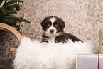 Miniature Australian Shepherd Welpe