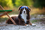 erwachsener Miniature Australian Shepherd