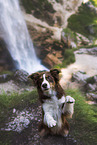 Miniature Australian Shepherd