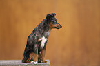 Miniature Australian Shepherd Hndin
