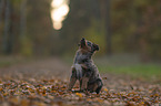 Miniature Australian Shepherd Welpe